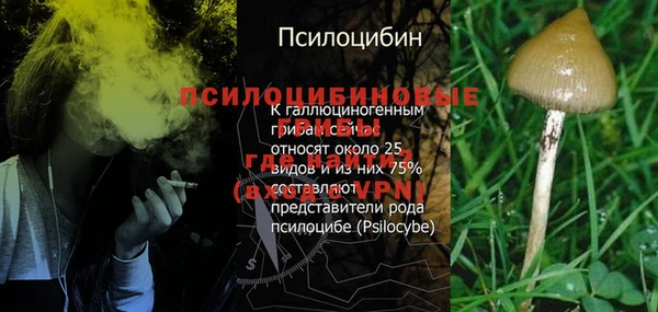 прущие грибы Михайловка